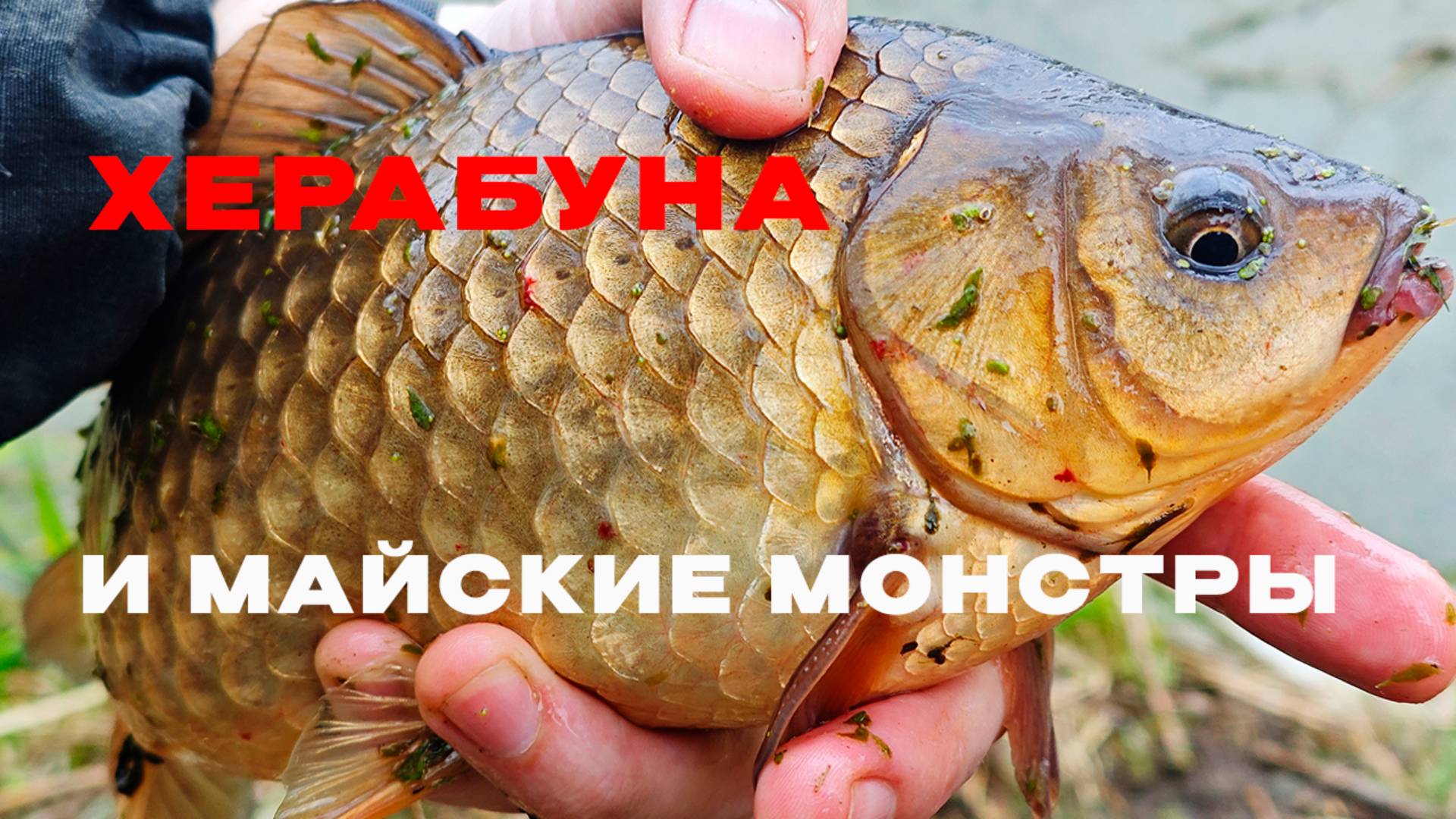 Ловля карася