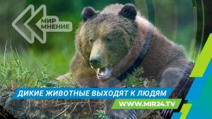 Мир. Мнение